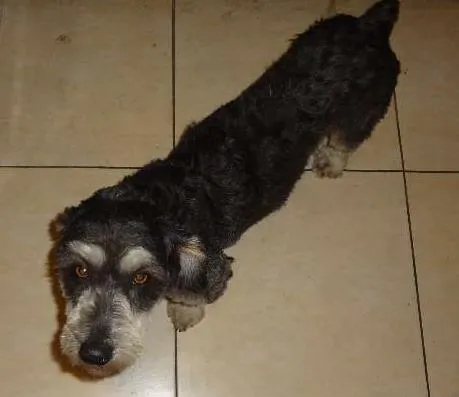 Cachorro raça Indefinida idade 1 ano nome João