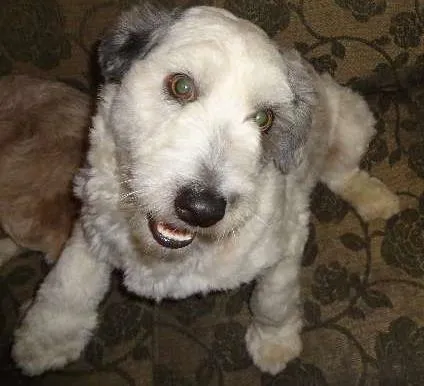 Cachorro raça Indefinida idade 1 ano nome Panda