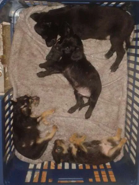Cachorro ra a SRD idade 2 a 6 meses nome ?