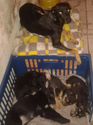 Cachorro raça SRD idade 2 a 6 meses nome ?