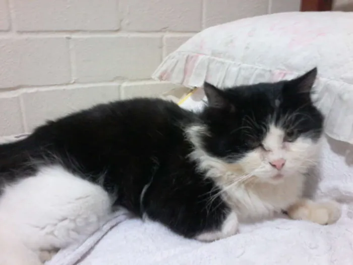 Gato ra a angora idade 2 anos nome Fofão