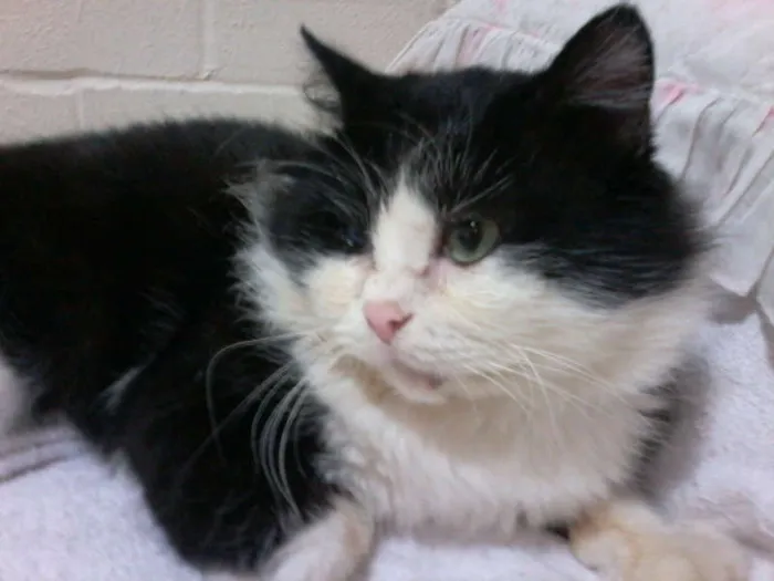 Gato ra a angora idade 2 anos nome Fofão