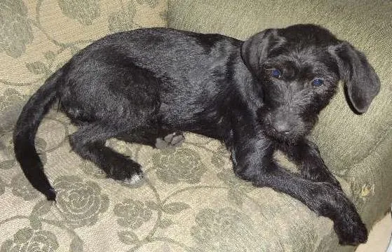 Cachorro raça INDEFINIDA idade 1 ano nome NEGUINHA