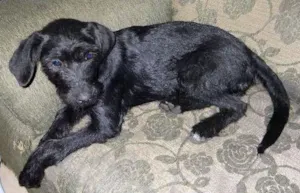 Cachorro raça INDEFINIDA idade 1 ano nome NEGUINHA