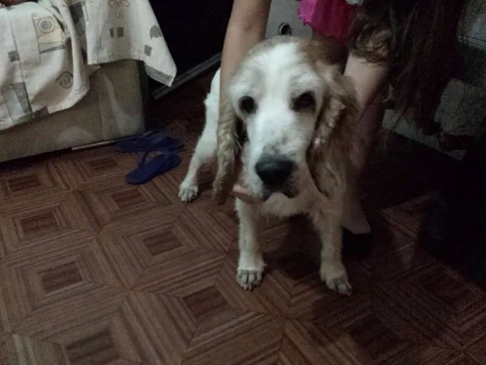 Cachorro ra a Cocker idade 6 ou mais anos nome Boris