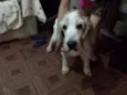 Boris
