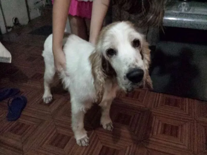 Cachorro ra a Cocker idade 6 ou mais anos nome Boris