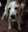 Boris