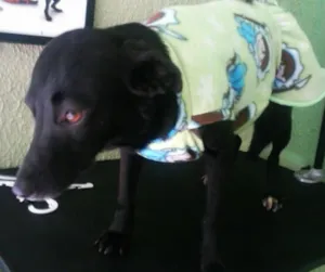 Cachorro raça SRD idade 2 anos nome Ritinha