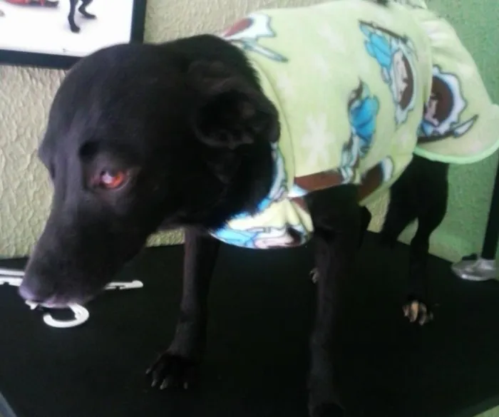 Cachorro ra a SRD idade 2 anos nome Ritinha