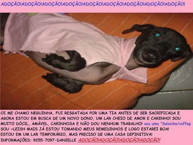 Cachorro ra a SRD idade  nome Neguinha