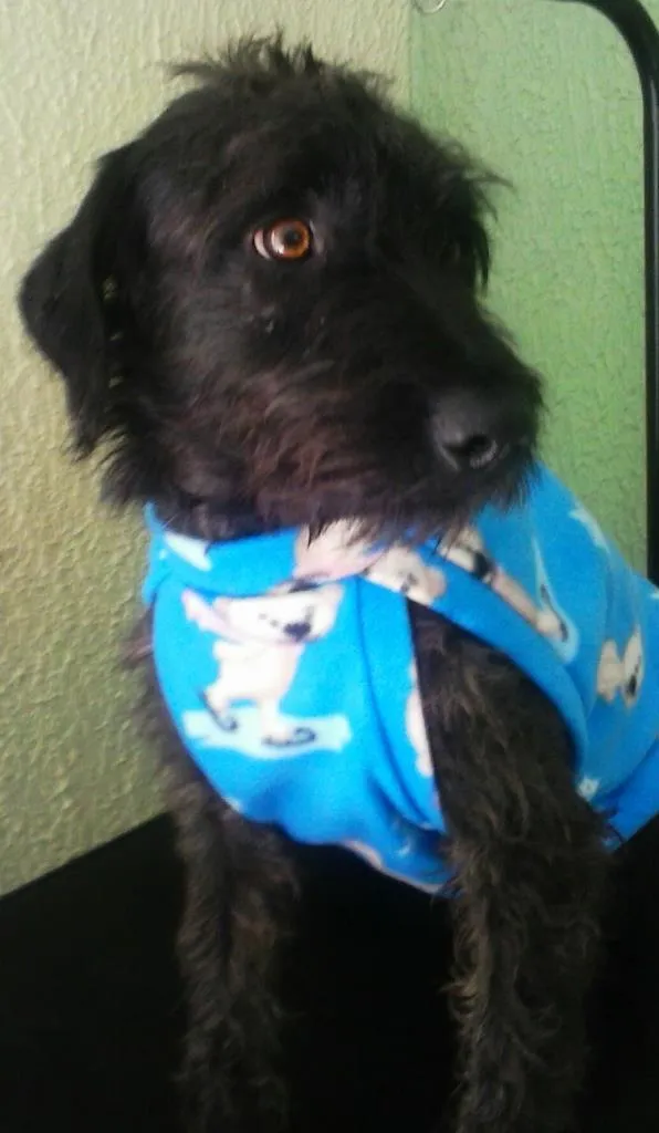 Cachorro ra a SRD idade 1 ano nome Nino