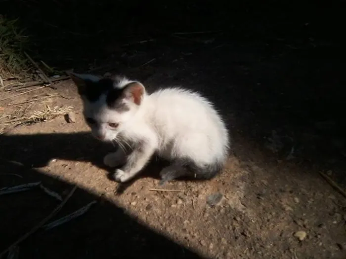 Gato raça SRD idade Abaixo de 2 meses nome LOLA
