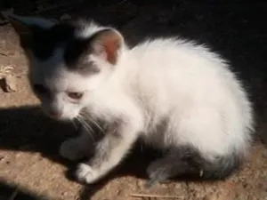 Gato raça SRD idade Abaixo de 2 meses nome LOLA