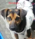 Bombom