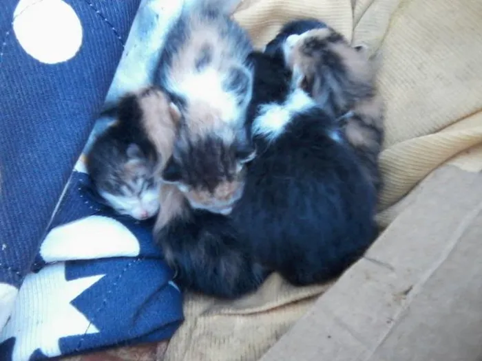 Gato raça SRD idade 2 a 6 meses nome Malu