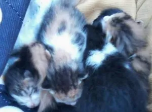 Gato raça SRD idade 2 a 6 meses nome Malu