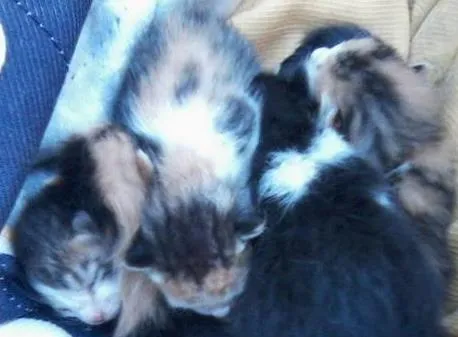 Gato raça SRD idade 2 a 6 meses nome Malu