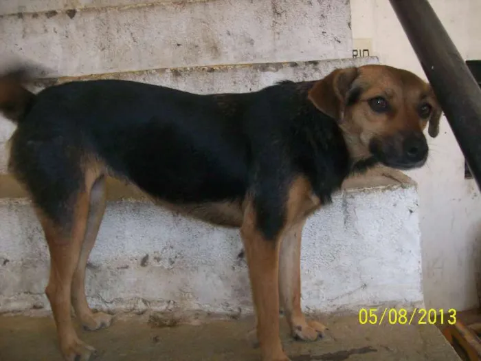 Cachorro ra a SRD idade 7 a 11 meses nome Maria Vanubia