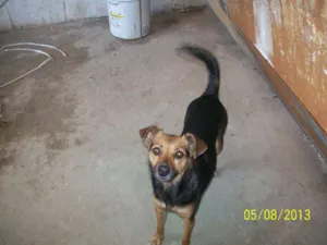 Cachorro raça SRD idade 7 a 11 meses nome Maria Vanubia