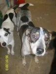 Rabicota 