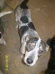 Rabicota 
