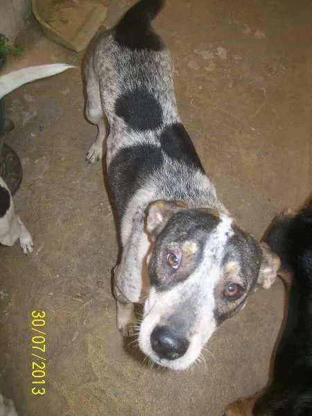 Cachorro ra a SRD idade 7 a 11 meses nome Rabicota 