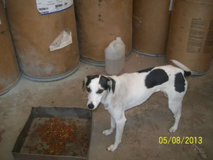 Cachorro ra a SRD idade 1 ano nome Tonyu