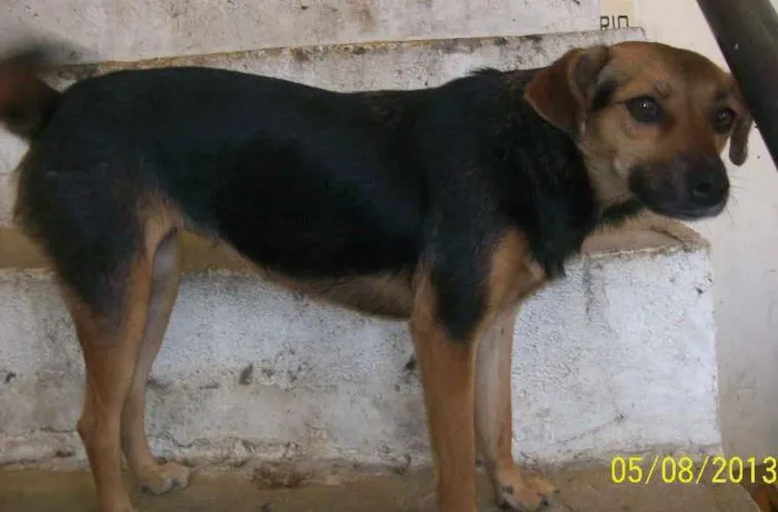 Cachorro ra a SRD idade 7 a 11 meses nome Maria Vanubia
