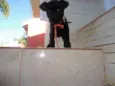 Morceguinha