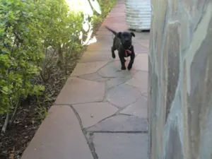 Cachorro raça SRD idade Abaixo de 2 meses nome Morceguinha