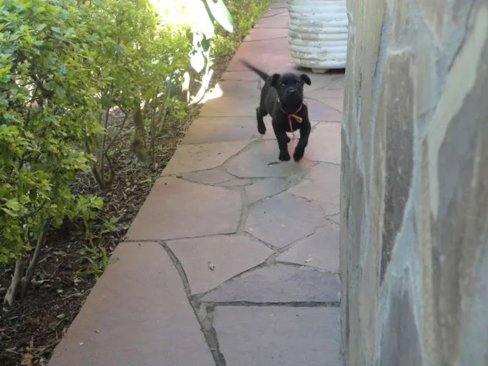 Cachorro ra a SRD idade Abaixo de 2 meses nome Morceguinha