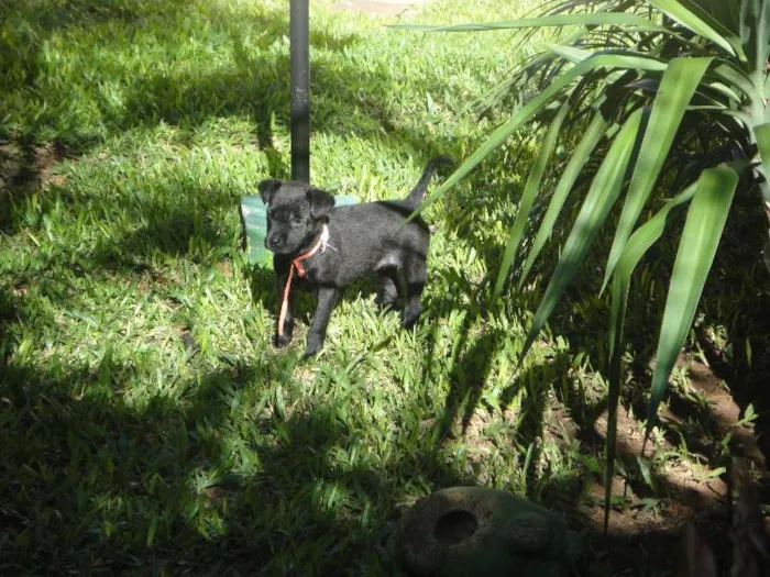 Cachorro ra a SRD idade Abaixo de 2 meses nome Morceguinha