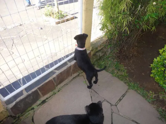 Cachorro ra a SRD idade Abaixo de 2 meses nome Morceguinha