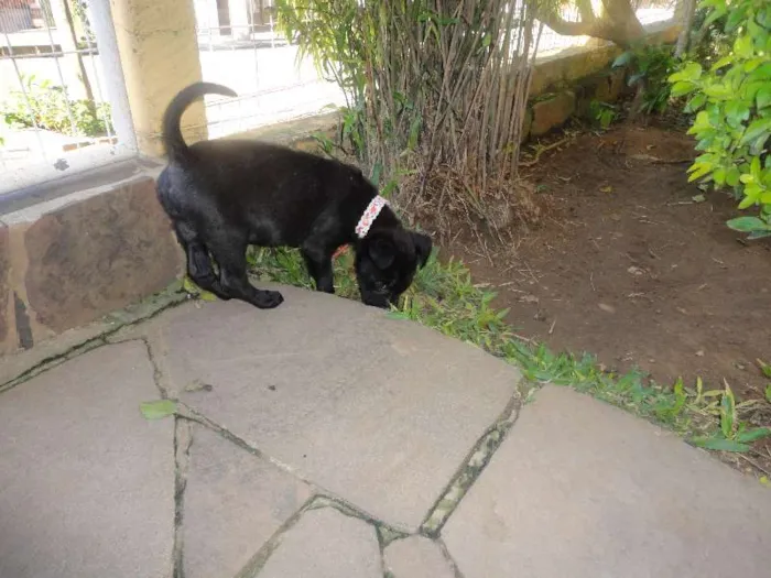 Cachorro ra a SRD idade Abaixo de 2 meses nome Morceguinha
