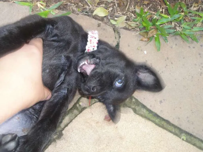 Cachorro ra a SRD idade Abaixo de 2 meses nome Morceguinha