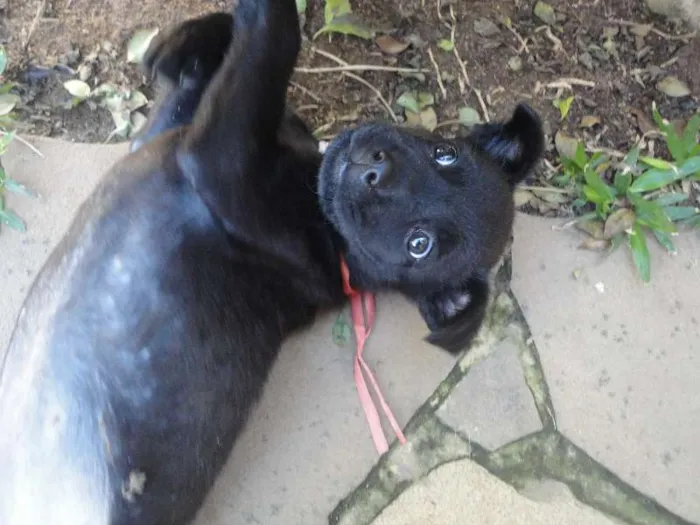 Cachorro ra a SRD idade Abaixo de 2 meses nome Morceguinha