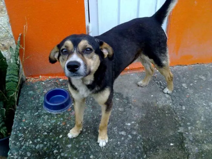 Cachorro ra a SRD idade 5 anos nome BOB guarulhos
