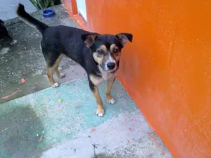 Cachorro raça SRD idade 5 anos nome BOB guarulhos