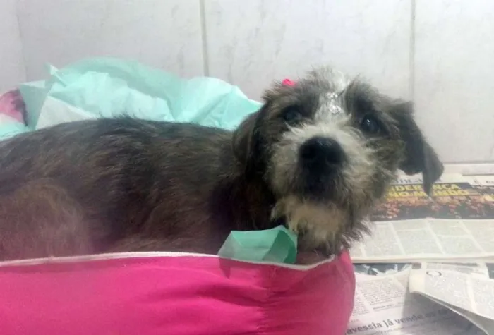 Cachorro ra a SRD idade 1 ano nome MELISSA