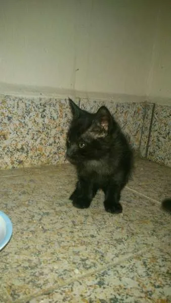 Gato ra a SRD idade Abaixo de 2 meses nome Rebecca, Julius e D