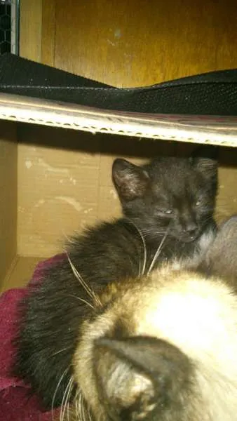 Gato ra a SRD idade Abaixo de 2 meses nome Rebecca, Julius e D