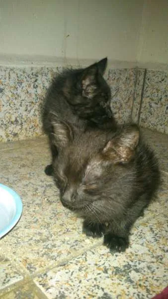 Gato ra a SRD idade Abaixo de 2 meses nome Rebecca, Julius e D