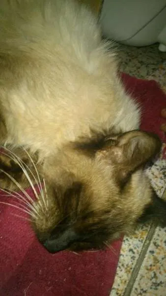 Gato ra a SRD idade Abaixo de 2 meses nome Rebecca, Julius e D