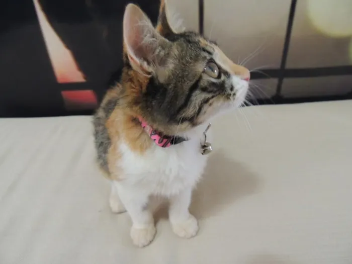 Gato ra a SRD idade 2 a 6 meses nome Sem nome