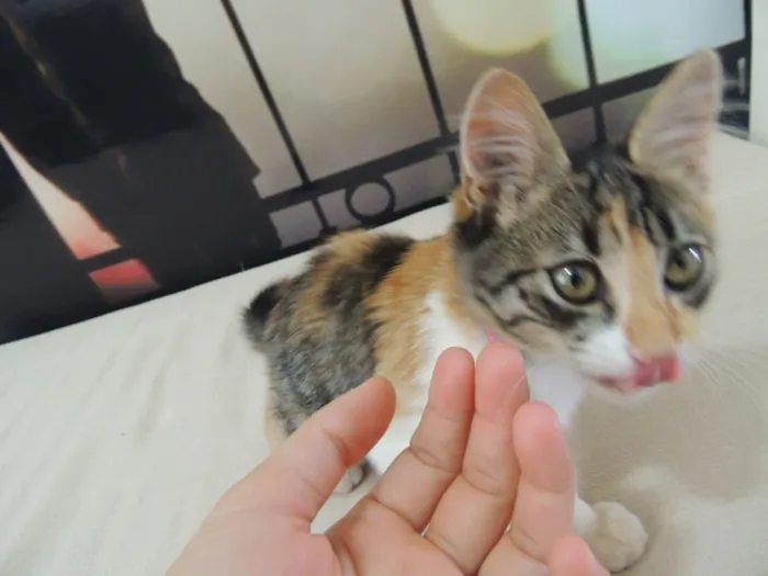 Gato ra a SRD idade 2 a 6 meses nome Sem nome