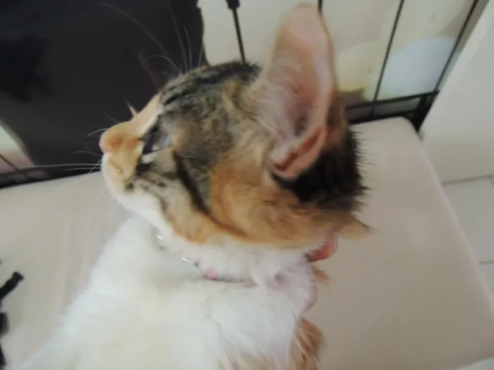 Gato ra a SRD idade 2 a 6 meses nome Sem nome
