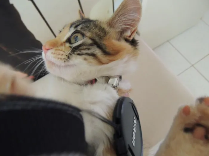Gato ra a SRD idade 2 a 6 meses nome Sem nome