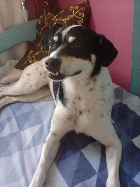 Cachorro raça Nao definida idade 7 a 11 meses nome Nina