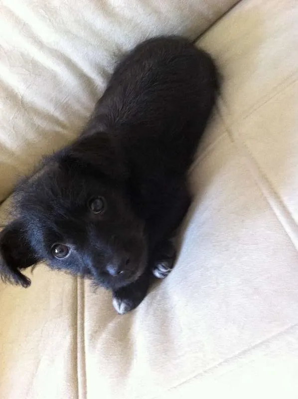 Cachorro ra a SRD idade Abaixo de 2 meses nome tuti
